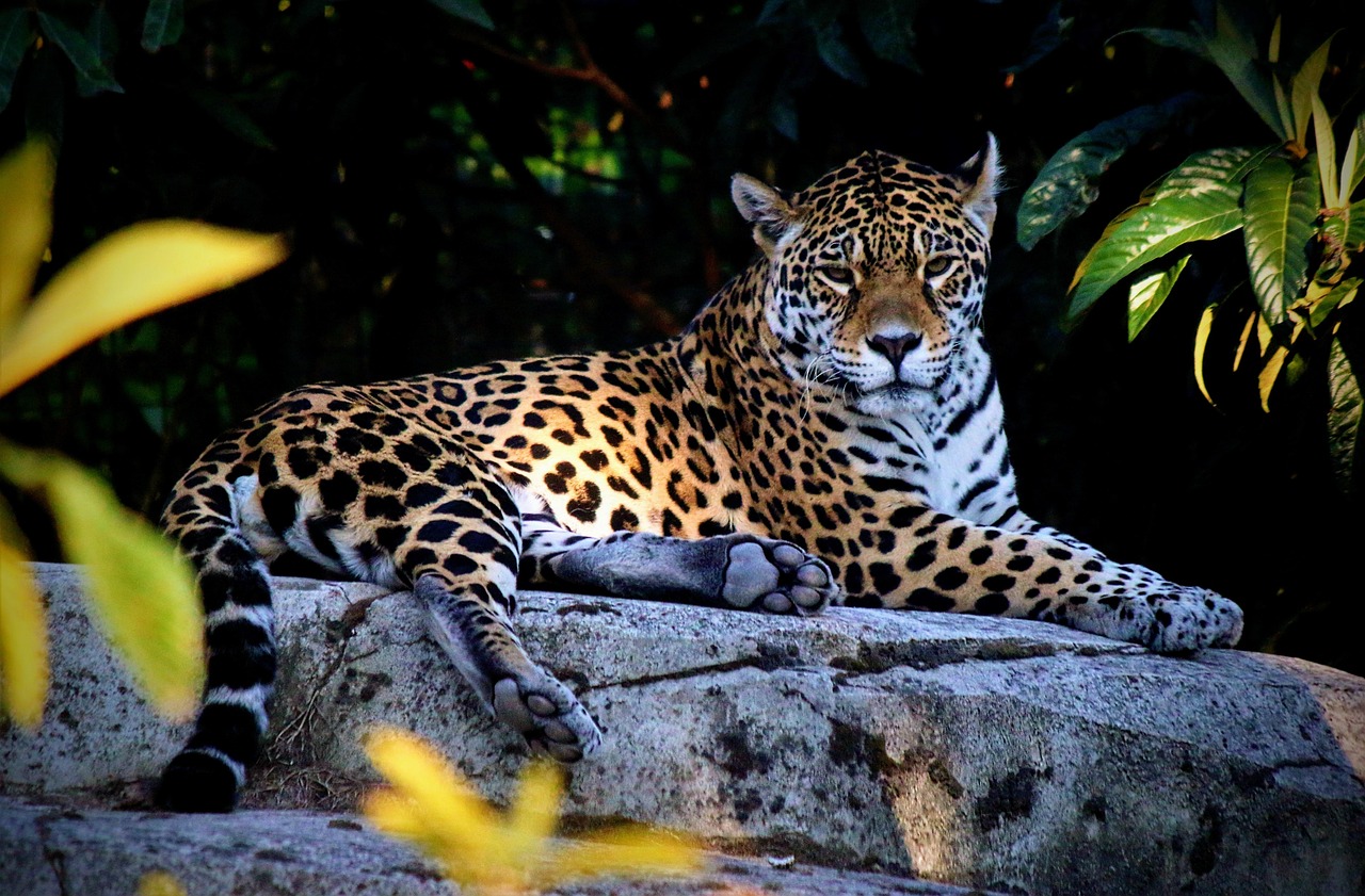 ORIENTE